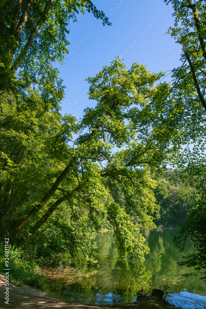 Fototapeta premium Leaning Oak Tree