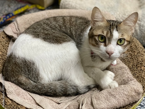 Portrait of cute cat with green eyes lying on a wicker basket in house