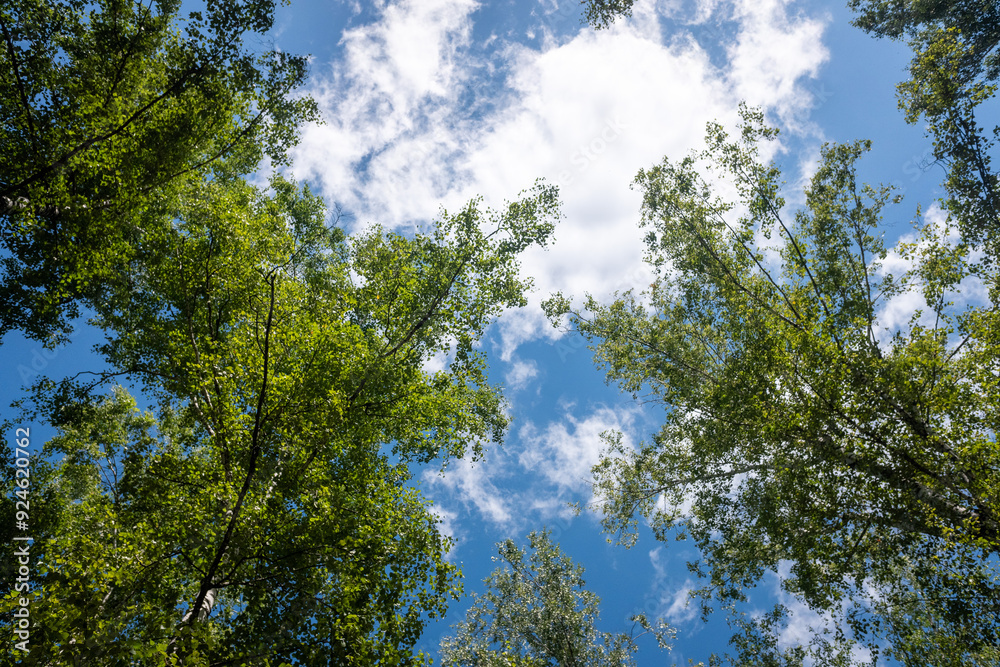 Green leaves of trees against the blue sky. Green leaves of trees against the blue sky.