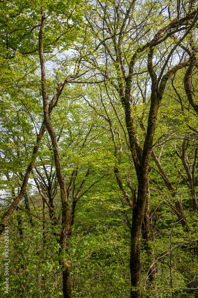 Green leaves against the blue sky under the sun. Summer forest landscape. Green leaves against the blue sky under the sun. Summer forest landscape.