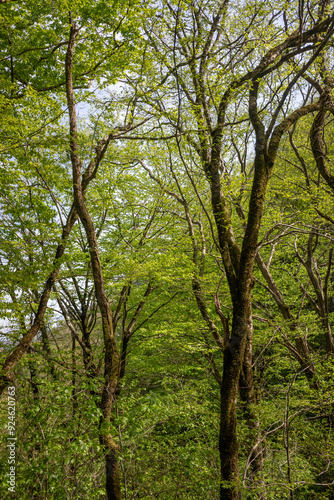 Green leaves against the blue sky under the sun. Summer forest landscape.