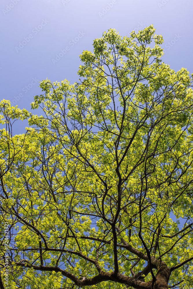 Green tree leaves on a blurred nature background. Green tree leaves on a blurred nature background.