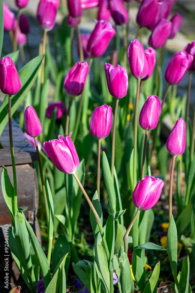 Field of colorful tulips, many red flowers. Field of spring flowers. Tulip field Red tulips, yellow tulips, pink flowers. Field of colorful tulips, many red flowers. Field of spring flowers. Tulip field Red tulips, yellow tulips, pink flowers.