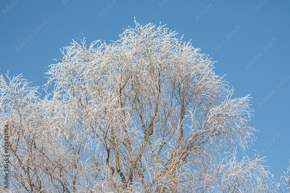Tree branches covered with white frost against a blue sky. Tree branches covered with white frost against a blue sky.