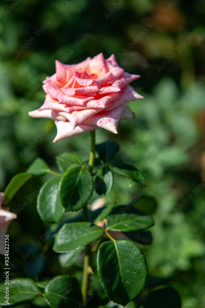 Rose flowers growing in nature close-up. Rose flowers growing in nature close-up.