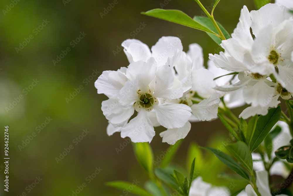 White flowers of fruit trees in spring nature. White flowers of fruit trees in spring nature.