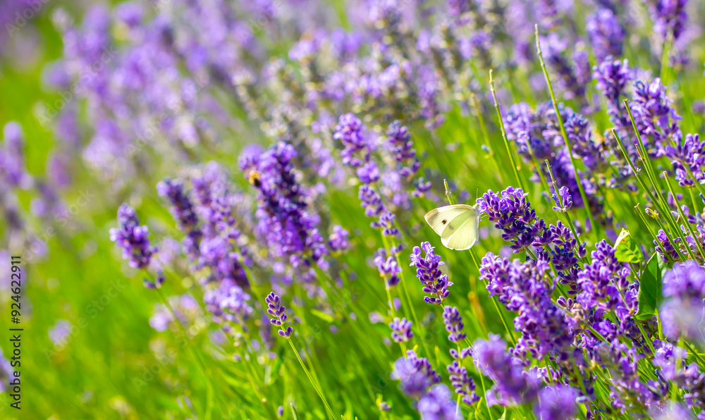Obraz premium Butterflies on spring lavender flowers under sunlight. Beautiful landscape of nature with a panoramic view. Hi spring. long banner