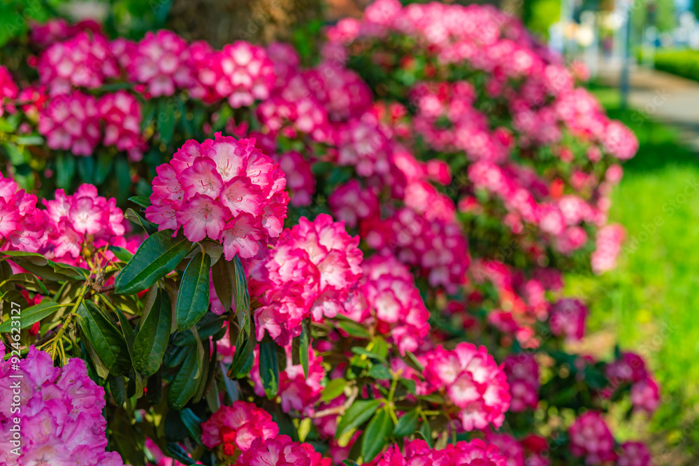 Colorful bright pink flowers of large rhododendron bush on a spring day in May. Blooming in Ammerland in Germany Colorful bright pink flowers of large rhododendron bush on a spring day in May. Blooming in Ammerland in Germany