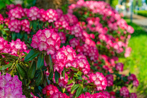 Colorful bright pink flowers of large rhododendron bush on a spring day in May. Blooming in Ammerland in Germany