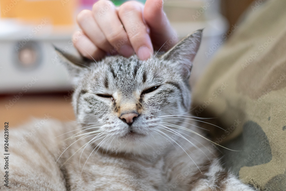 可愛い猫を撫でる シャムトラ猫 可愛い猫を撫でる シャムトラ猫