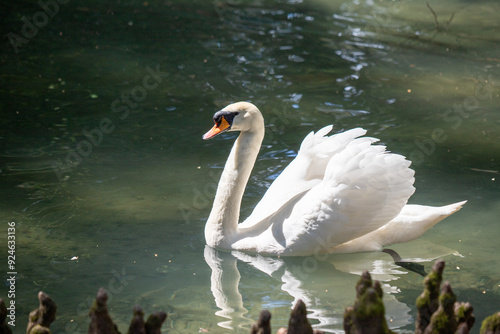 Fototapeta Naklejka Na Ścianę i Meble -  Swans in nature near the water.