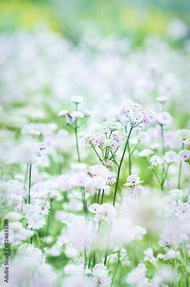 Nature background with spring flowers. Selective and soft focus. Close up. Nature background with spring flowers. Selective and soft focus. Close up.