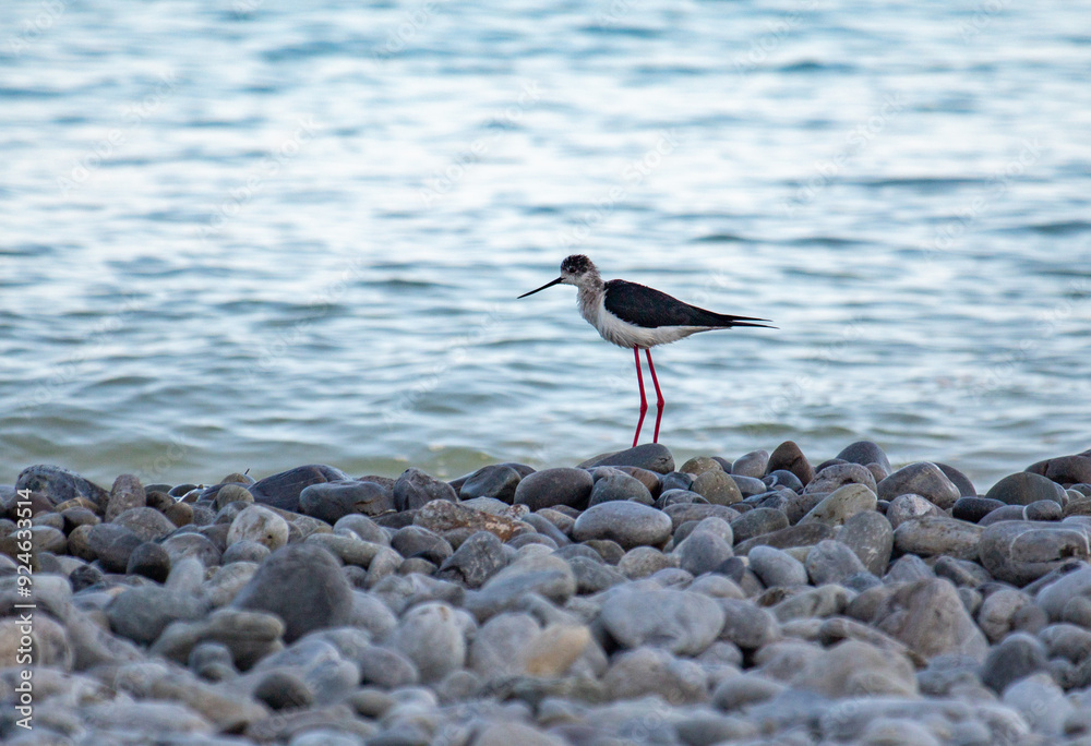 The black-winged stilt is a bird on the seashore. The black-winged stilt is a bird on the seashore.