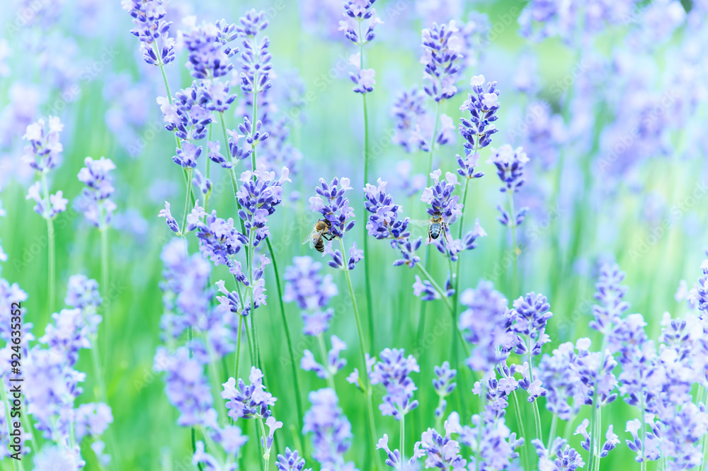 Naklejka premium Nature background with spring flowers. Selective and soft focus. Close up.