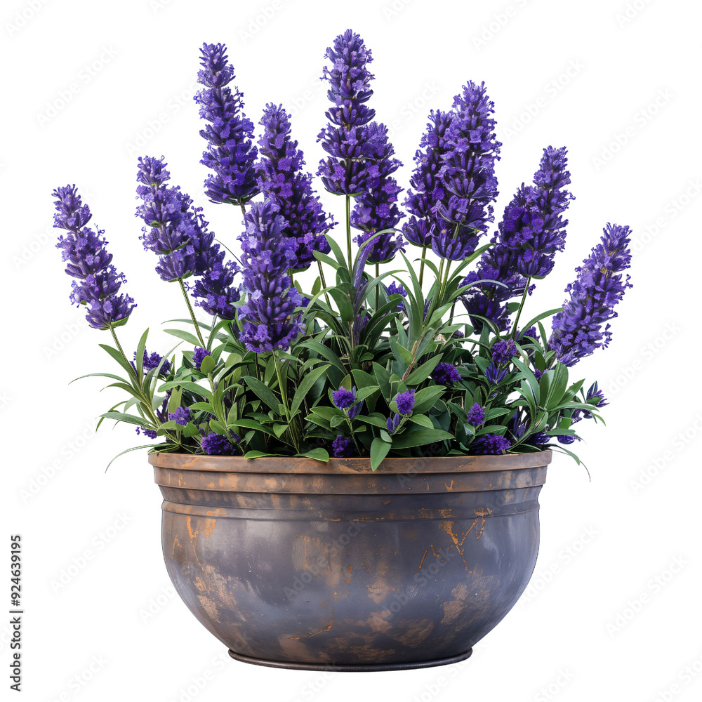 A Vibrant Display of Lavish Purple Flowers in a Rustic Pot, Perfectly Arranged to Bring a Touch of Nature's Beauty to Any Space with Their Striking Presence and Elegance. A Vibrant Display of Lavish Purple Flowers in a Rustic Pot, Perfectly Arranged to Bring a Touch of Nature's Beauty to Any Space with Their Striking Presence and Elegance.