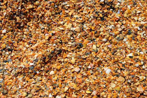 Seashells on the beach of the sea.