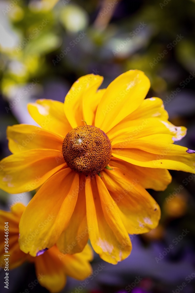 yellow flower on the background