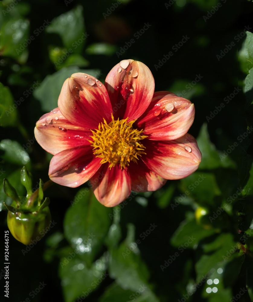 Macro photo shot of a beautiful flowering plant