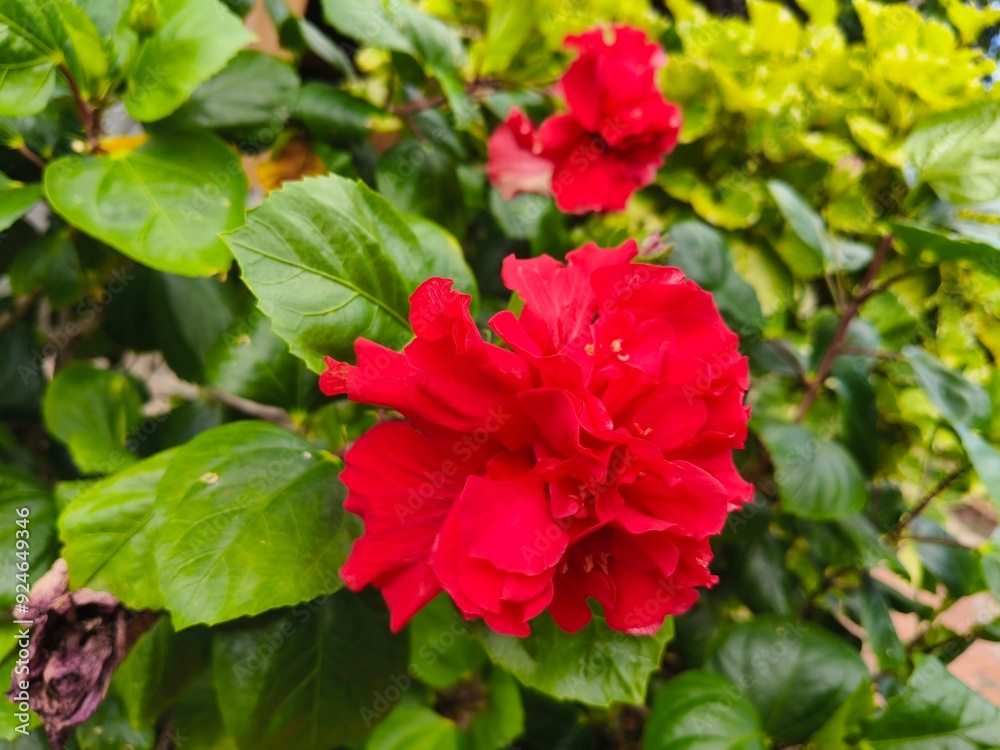 Red hibiscus flower blooming in the garden with green leaves background