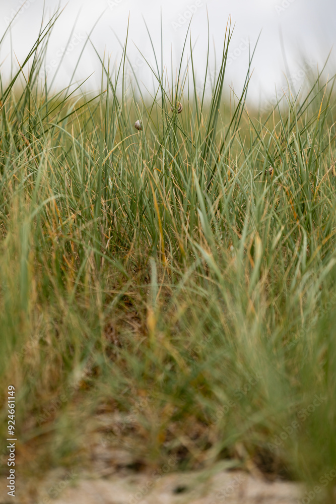 Dune plants grow on the beach sand. Plants thrive on the beach. Dune plants grow on the beach sand. Plants thrive on the beach.