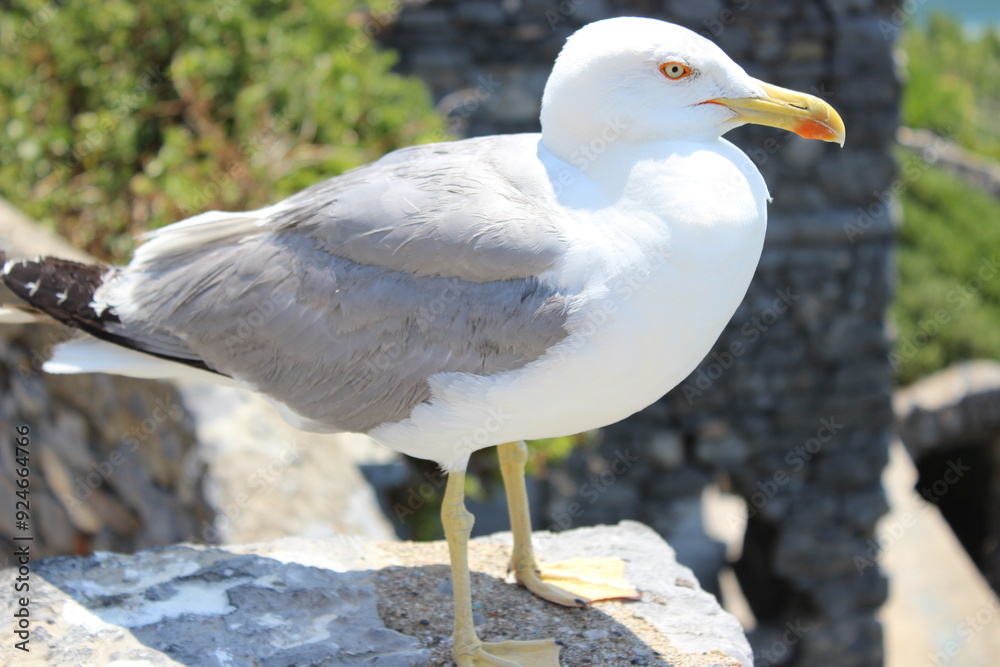 Obraz premium Seagull on a wall