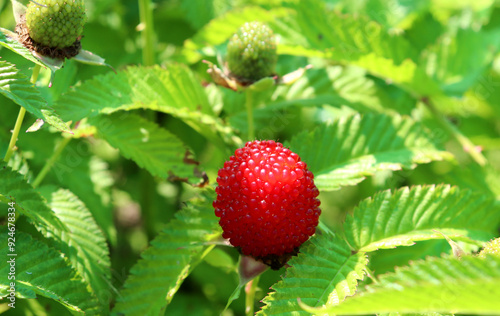 Φωτογραφία Ripe red berry of Tibetan raspberry in the foreground and unripe berries in the background on a bush on a summer sunny day