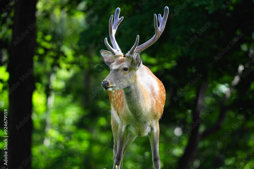 Fototapeta premium 野生のエゾシカ