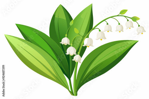 Lily of the Valley Flower with Green Leaves