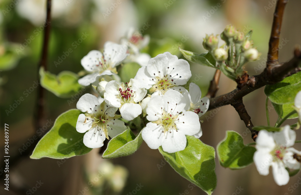 Obraz premium Pear tree with white flowers in spring