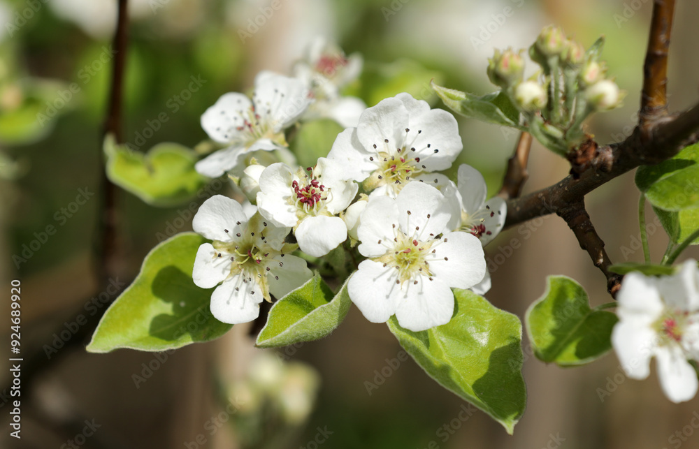 Obraz premium Pear tree with white flowers in spring