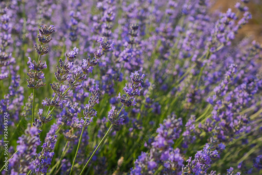 Blooming lavender stems in the foreground with a soft focus and blurred background of purple flowers under bright sunlight