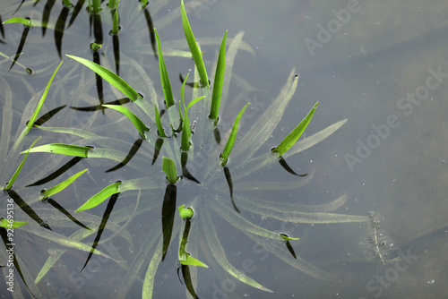 Water claw pond aquatic plant with white flower floating in the pond