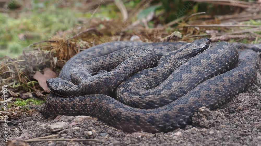 A group of Common European adder or common European viper (Vipera berus) A group of Common European adder or common European viper (Vipera berus)