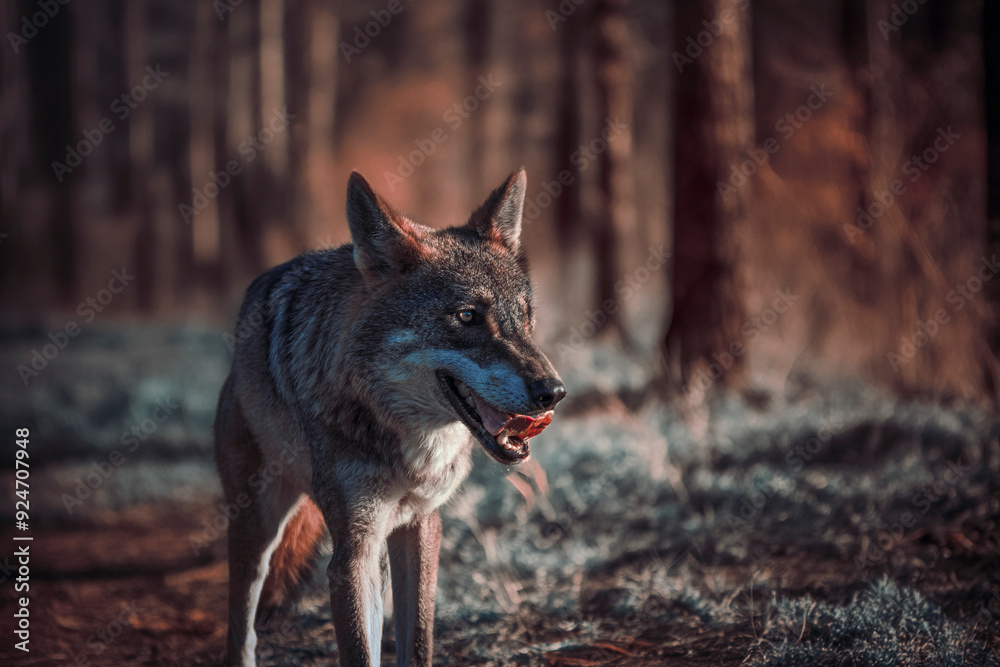 Photographs of a wolf in nature. Photographs of a wolf in nature.