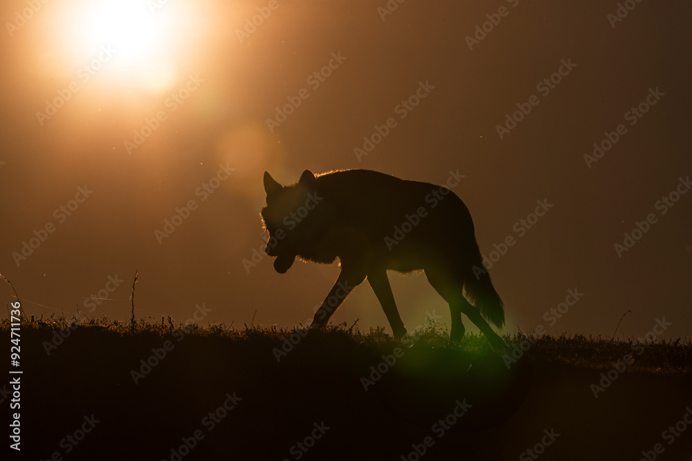 Photographs of a wolf in nature. Photographs of a wolf in nature.