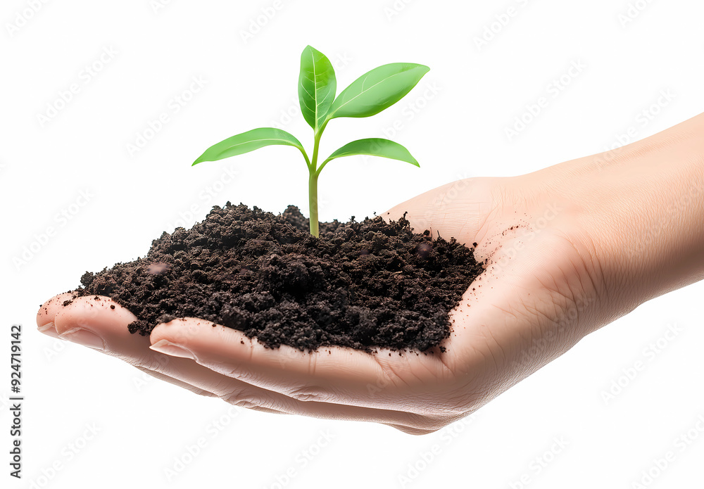 Hand holding a small plant or small tree for giving life to the earth, isolated on white background. Concept of conservation, planting, sustainability, environmental and ecology Hand holding a small plant or small tree for giving life to the earth, isolated on white background. Concept of conservation, planting, sustainability, environmental and ecology