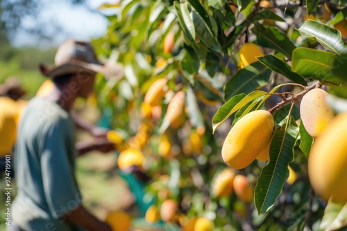 Farmers are picking ripe mangoes from a tree in an orchard during the summer harvest
