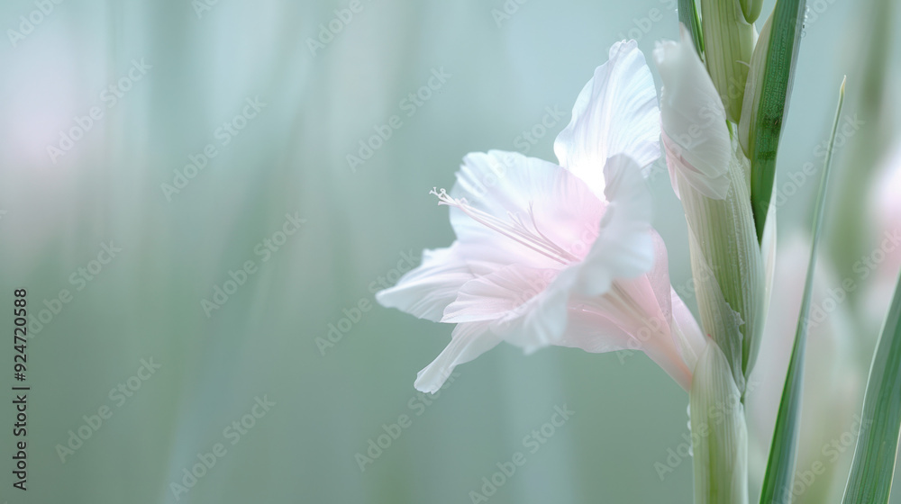 Obraz premium Gladiolus Bloom in Soft Focus