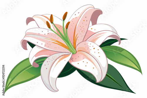 Single Pink Lily Flower with Green Leaves