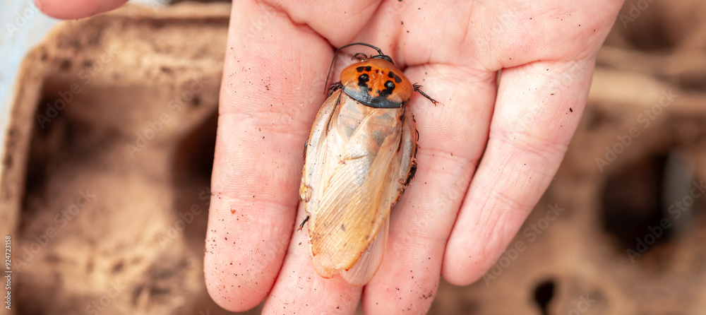 Fototapeta premium Madagascar Hissing Cockroach. A cockroach sits on a man's hand close-up. Exotic pet, tropical insect.