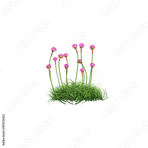 Sea thrift Plant isolated on transparent Canvas