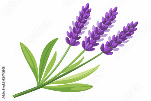 Three Lavender Flower Spikes with Green Leaves