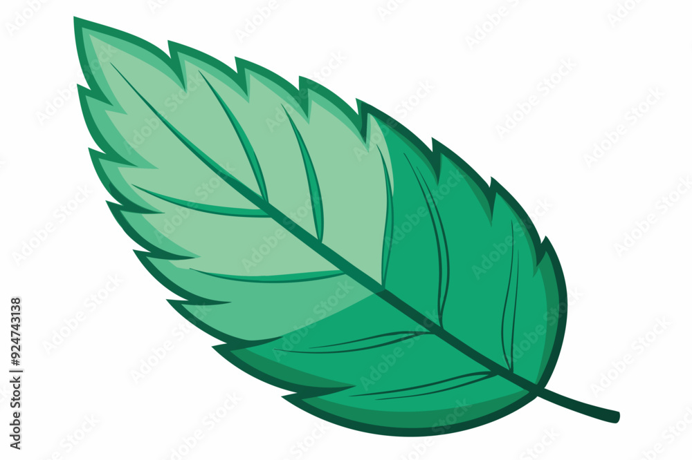 Single Green Leaf with Veins and Jagged Edges Single Green Leaf with Veins and Jagged Edges