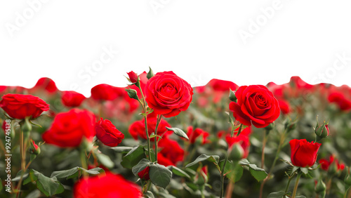 Vibrant Red Roses Blooming in a Field.