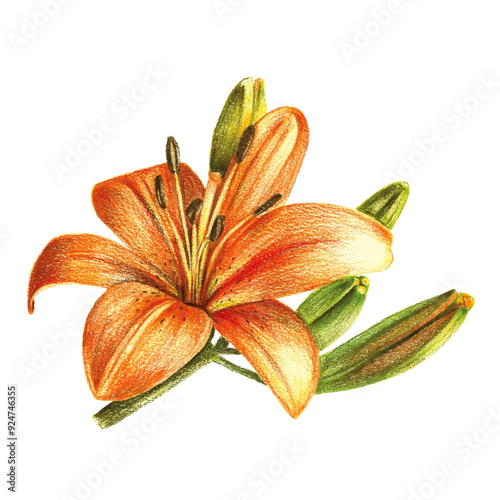 orange lily flower isolated on white background