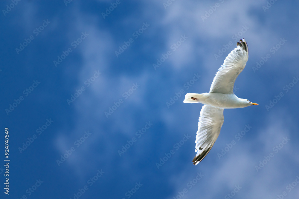 Seagull at the seaside in Brittany in France, larus Seagull at the seaside in Brittany in France, larus