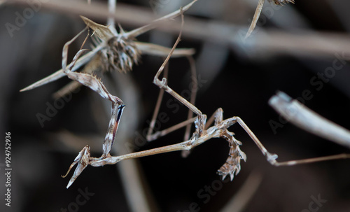 praying mantis found in dry grass photo