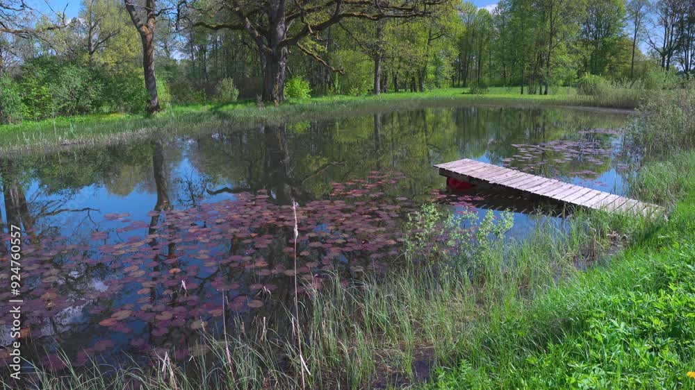 Red lilies in a pond with reflection of oak and trees. Bright green grass on the shore, young leaves on the branches. The water reflects the clouds in the blue sky. Latvia Red lilies in a pond with reflection of oak and trees. Bright green grass on the shore, young leaves on the branches. The water reflects the clouds in the blue sky. Latvia