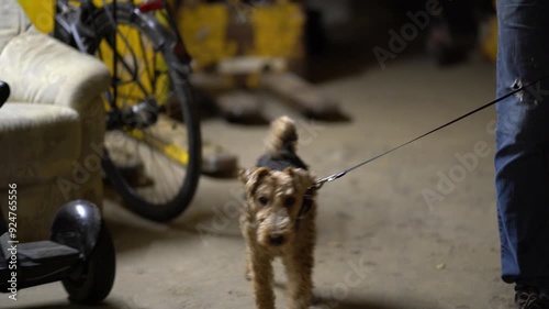 welsh terrier an der leine geht spazieren photo