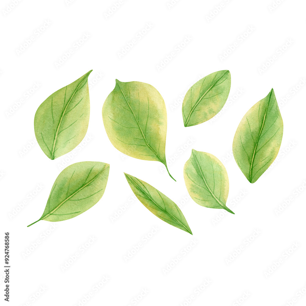 Lemon leaf collection. Watercolor botanical illustration with green lemon leaves set Lemon leaf collection. Watercolor botanical illustration with green lemon leaves set